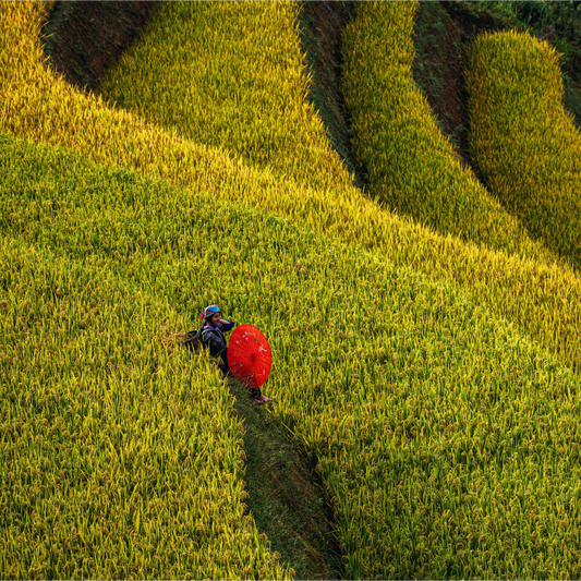 A Closer Look at Natural Farming in Vietnam